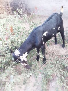 bakra for sale