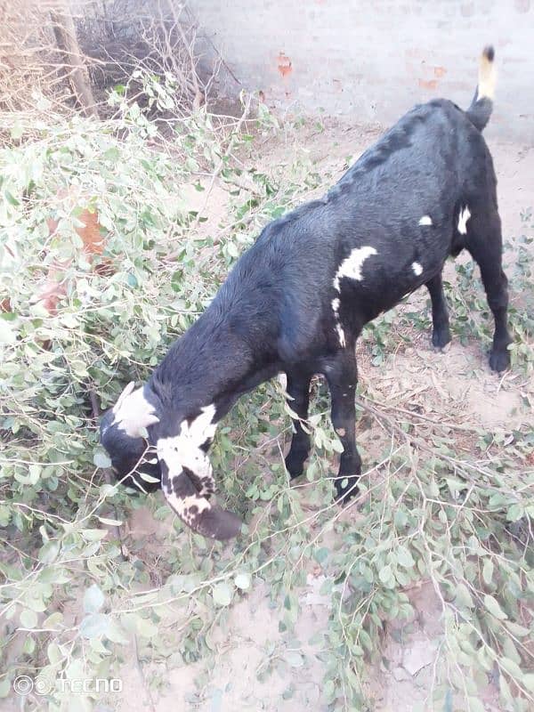 bakra for sale 0