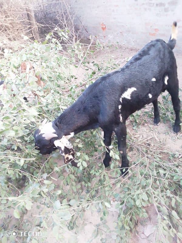 bakra for sale 1