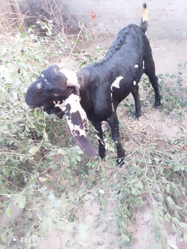 bakra for sale 2