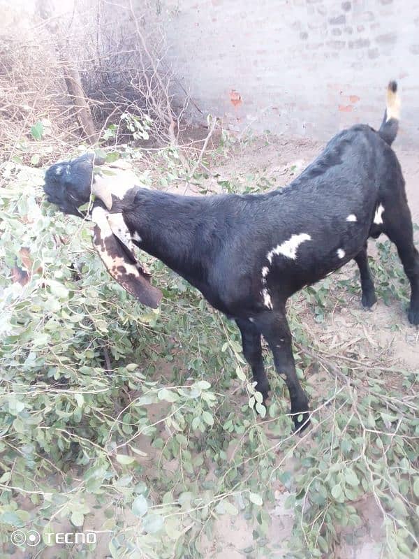 bakra for sale 3