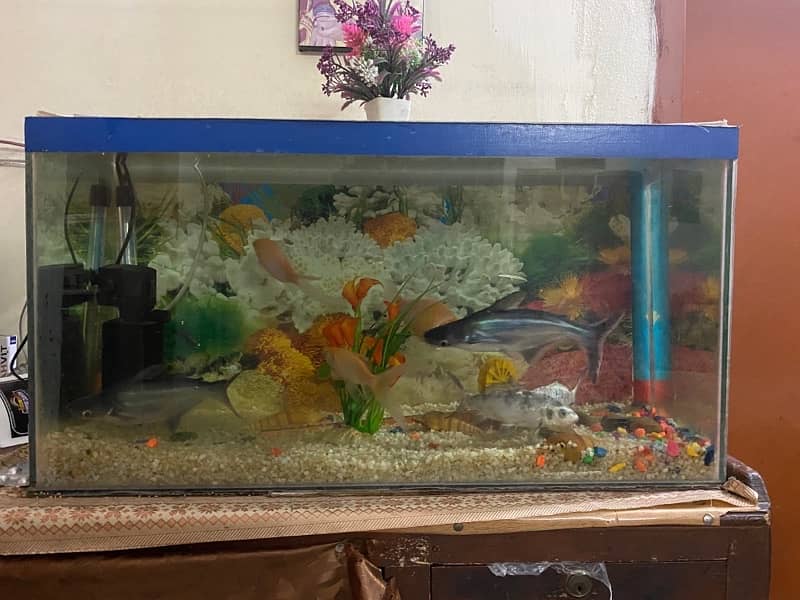 Aquarium for sale 3