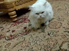 Persian cat