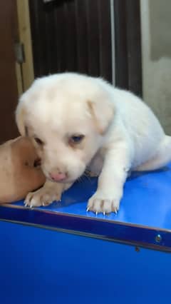 labra dog female available for sale