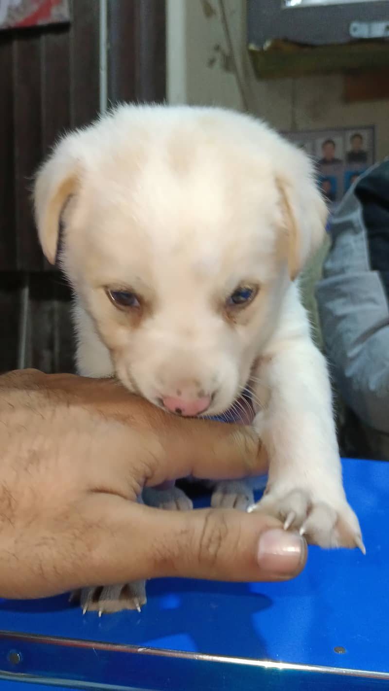 labra dog female available for sale 1