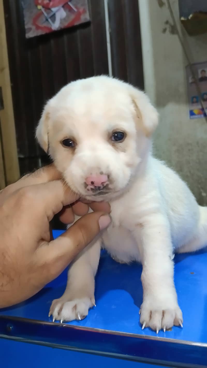 labra dog female available for sale 2