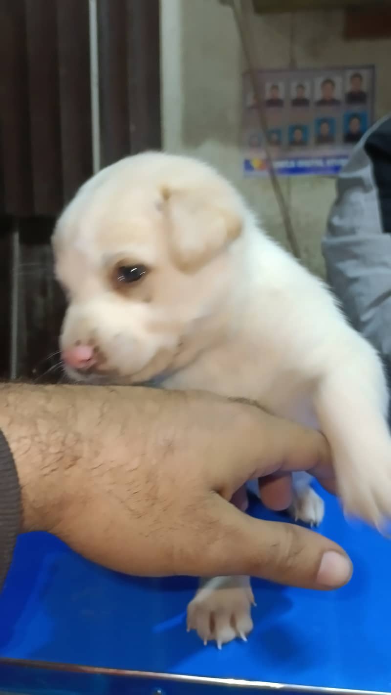 labra dog female available for sale 3