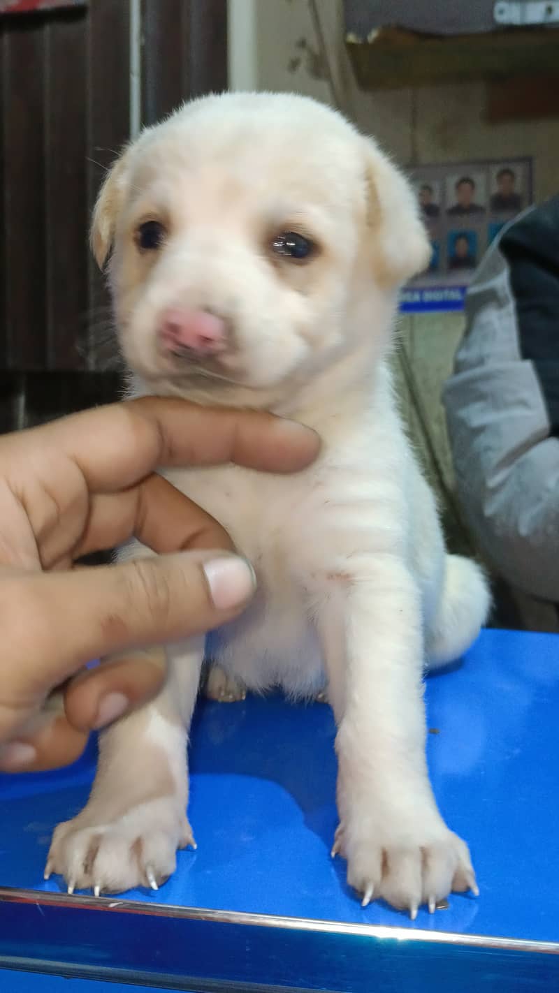 labra dog female available for sale 4