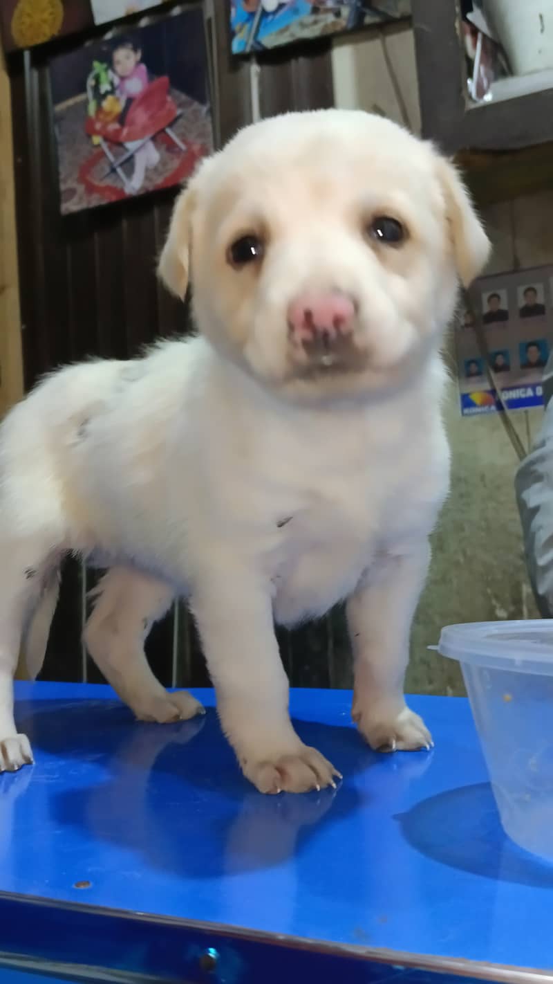 labra dog female available for sale 5