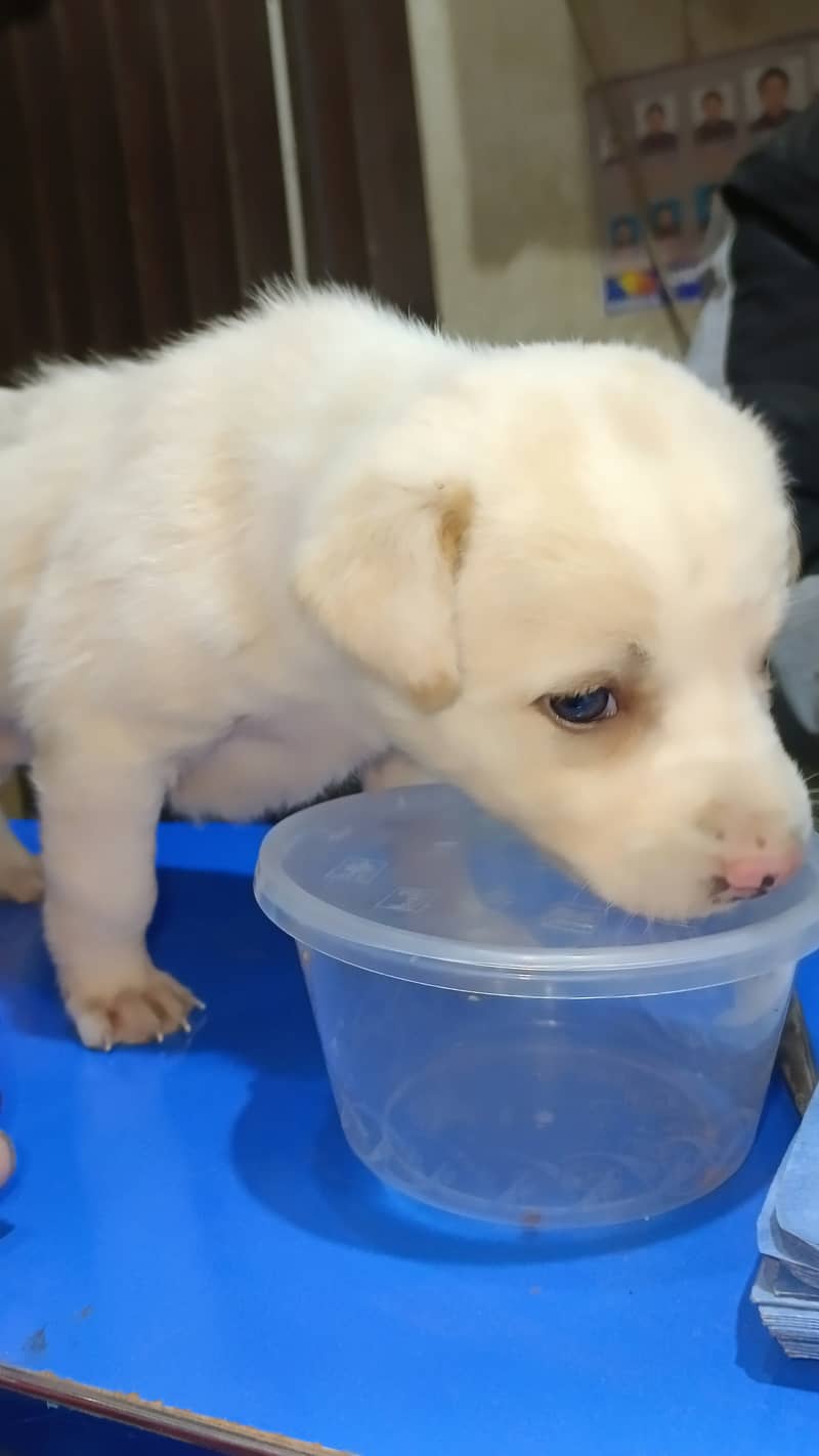 labra dog female available for sale 6