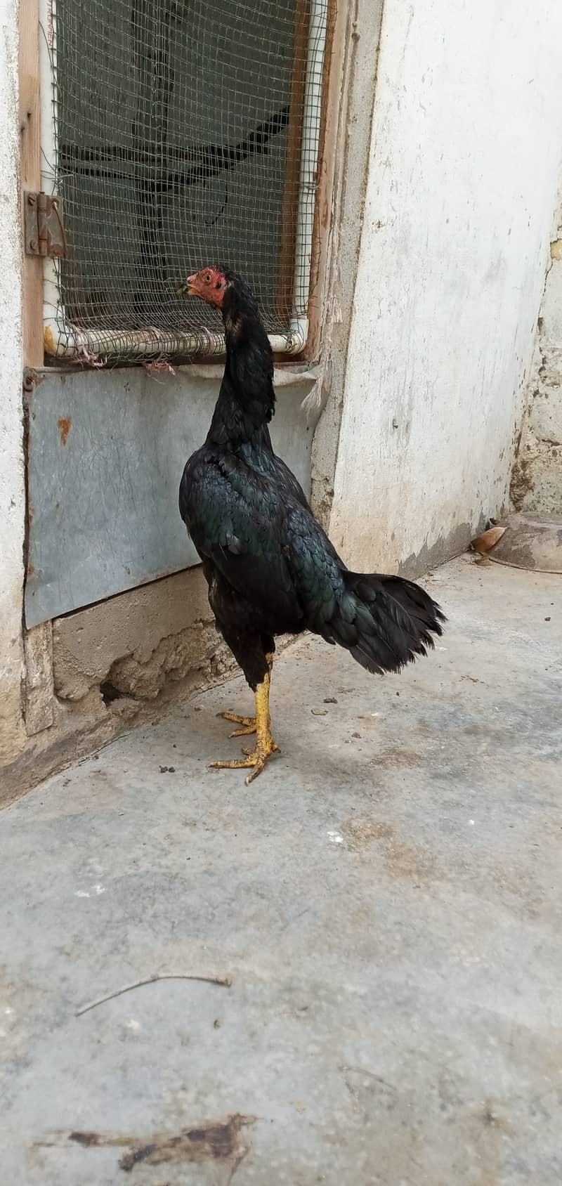 Heera Hen aur Black moshki 1