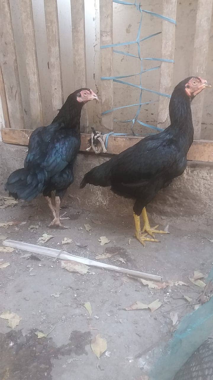 Heera Hen aur Black moshki 3