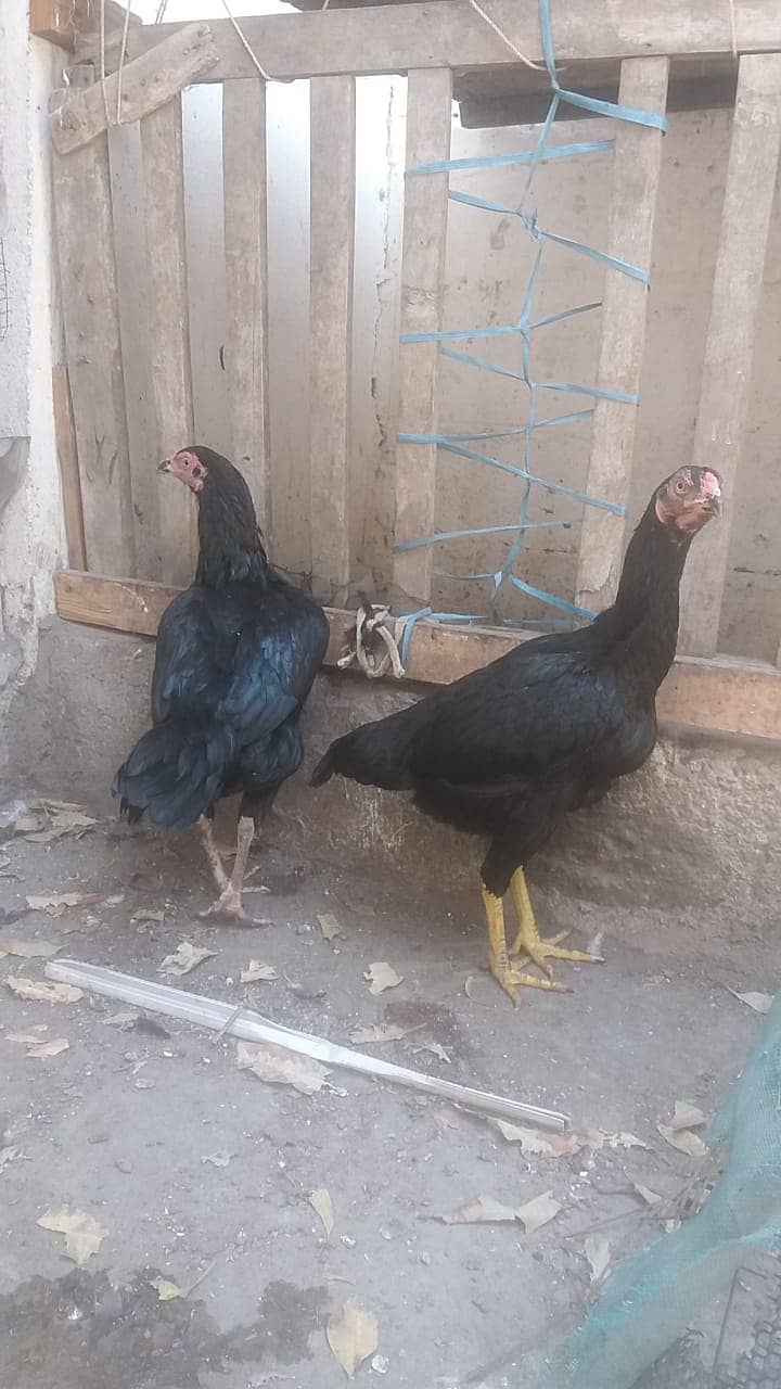 Heera Hen aur Black moshki 4