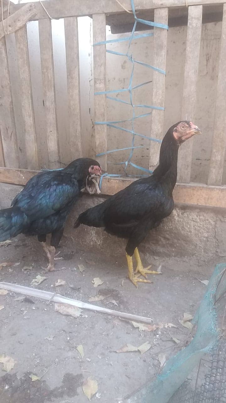 Heera Hen aur Black moshki 5