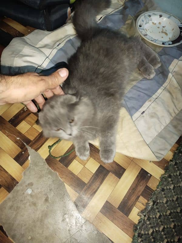 cat for sale 1