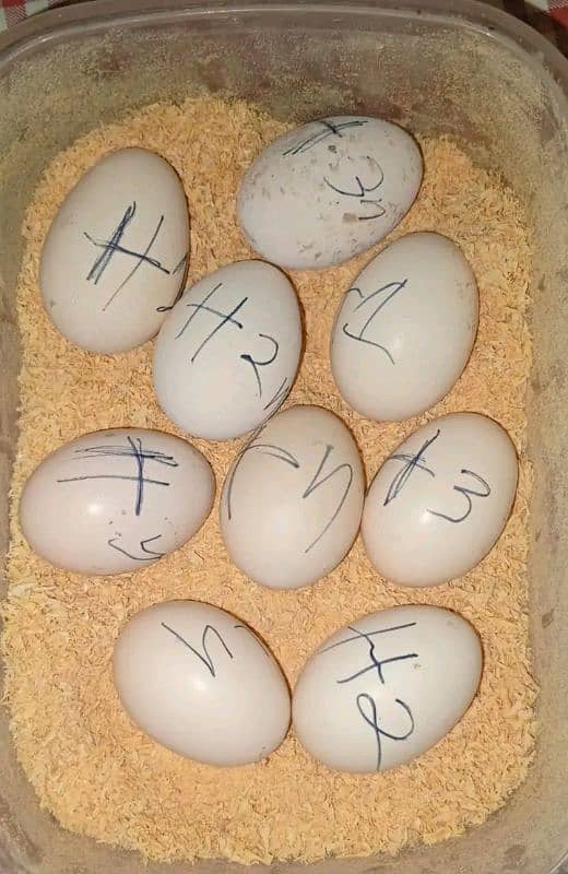 Heeera Fertile eggs Aseel 3