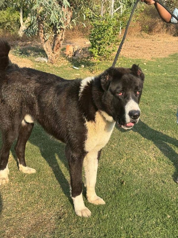 central Asian shepherd alabay which are very unique in Pakistan 0