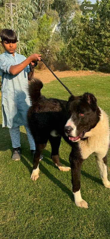 central Asian shepherd alabay which are very unique in Pakistan 1