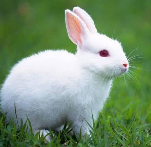 Golden Opportunity : Rabbits For Sale- Cheapest Rate_ Only 1200 PP 0