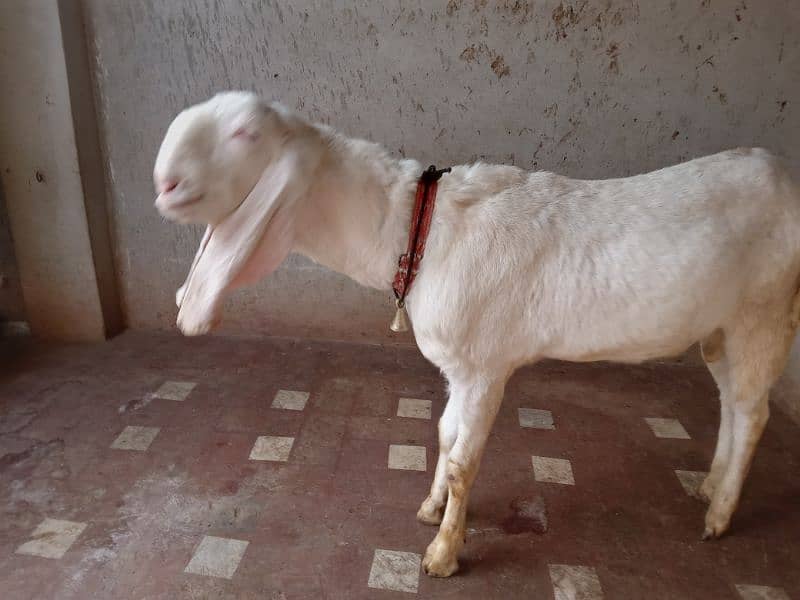 male and female goat 0