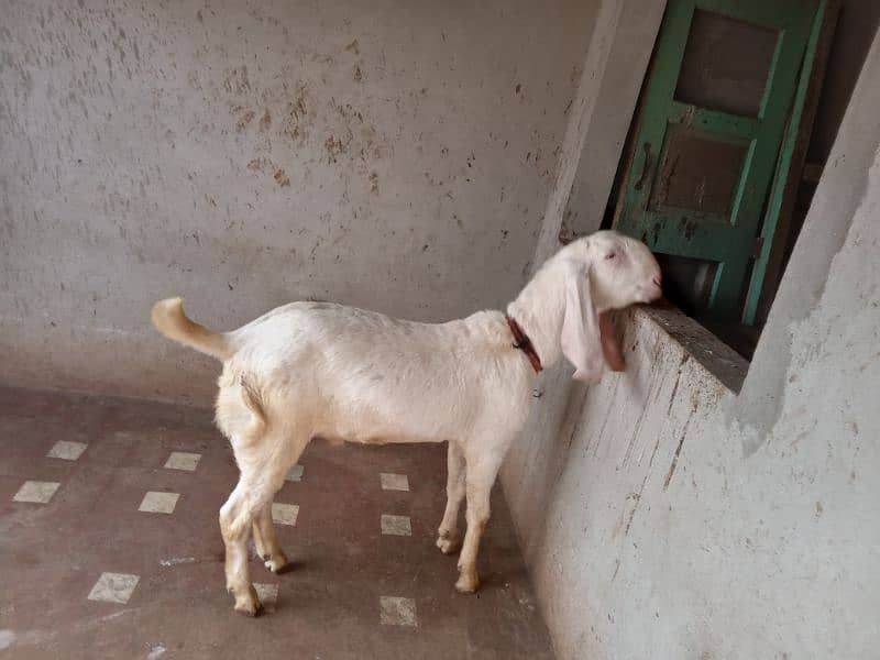 male and female goat 1