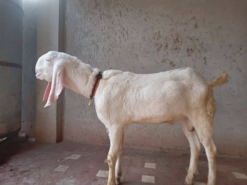 male and female goat 2