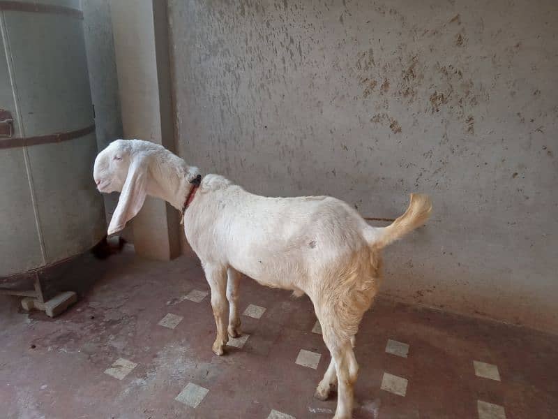 male and female goat 3