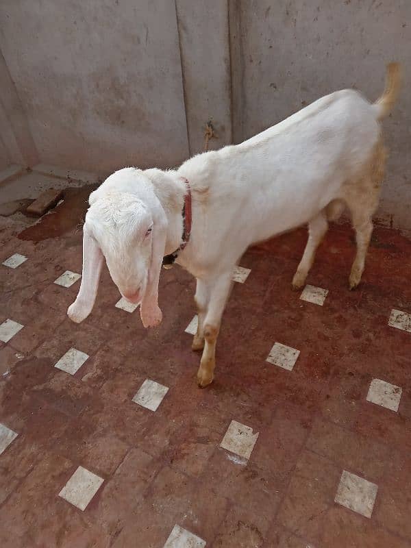 male and female goat 4