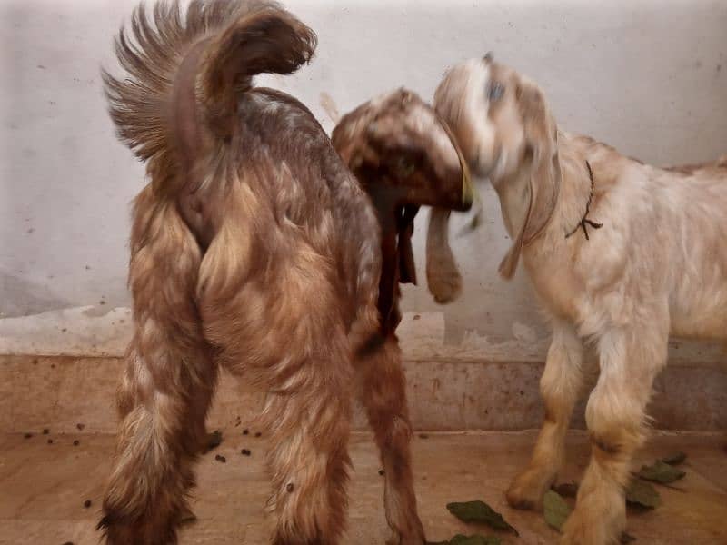 male and female goat 5