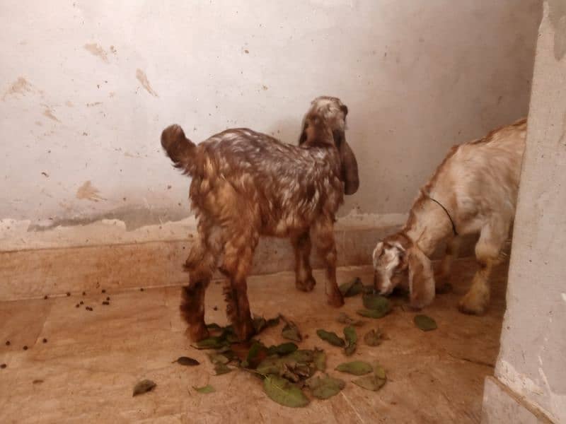 male and female goat 7