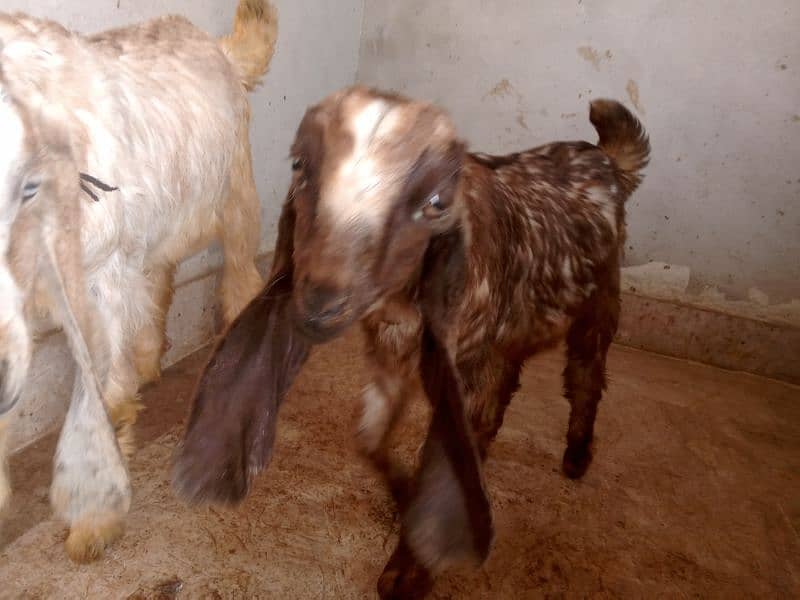 male and female goat 8