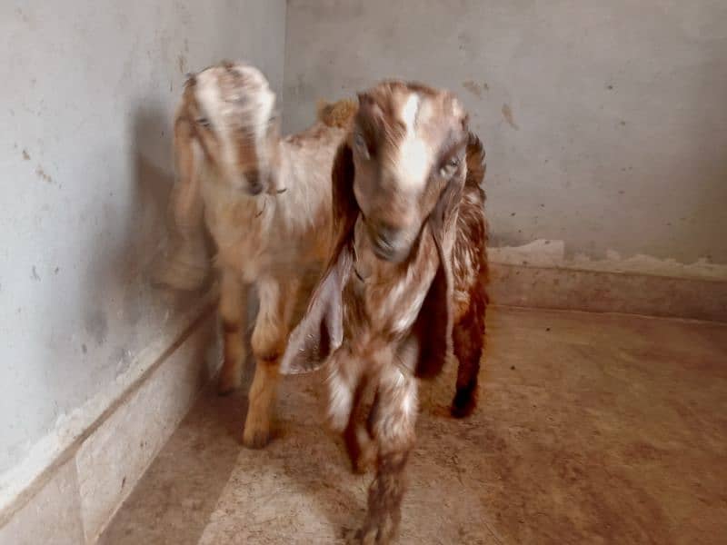 male and female goat 9