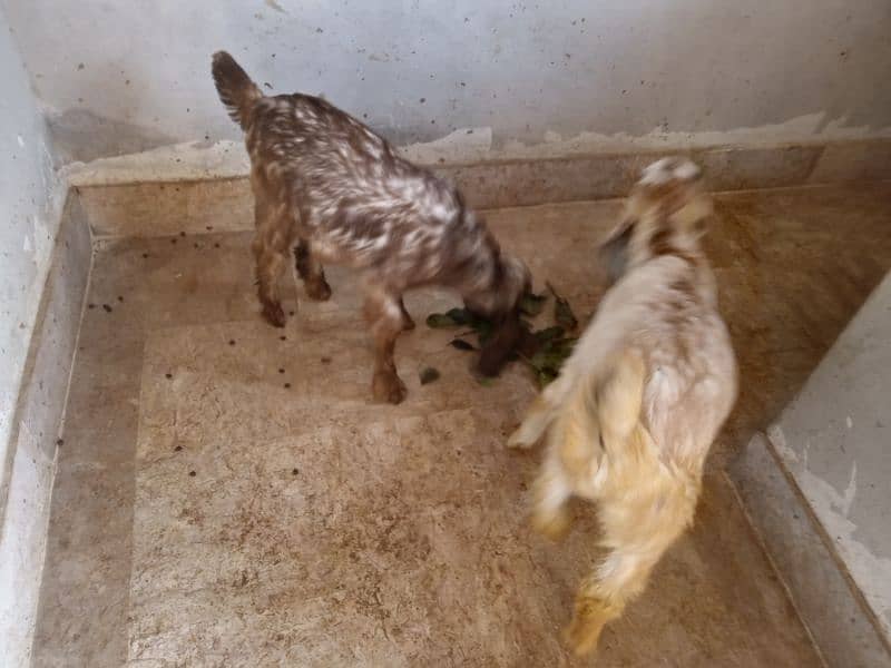 male and female goat 10