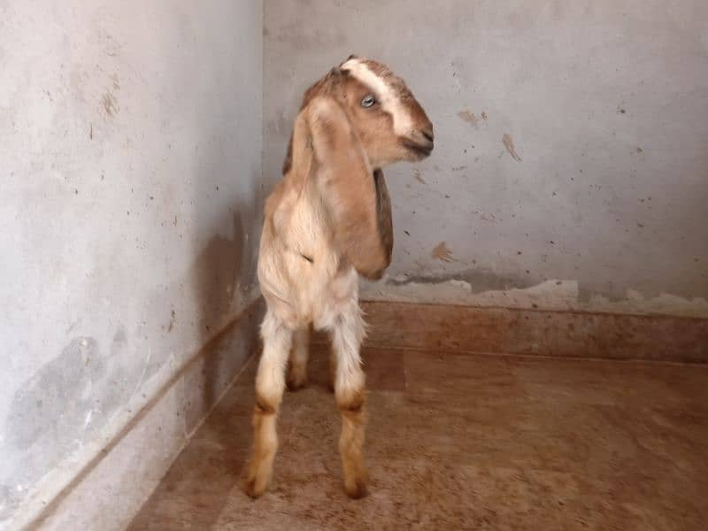 male and female goat 13