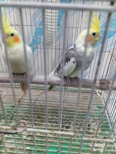 Cocktail two pair for sale breeders