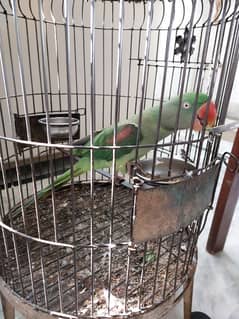 Green Parrot