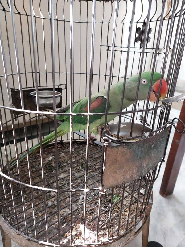 Pahari Green Parrot 0