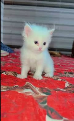 Persian cat