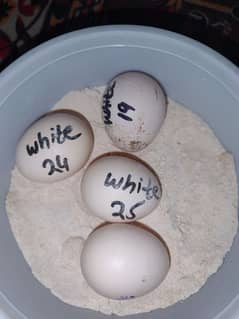 Aseel Heera eggs