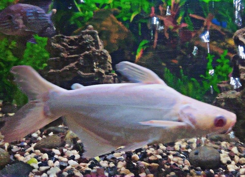 Red Eye Albino Shark  & Red Belly Pacu 0