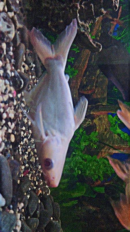 Red Eye Albino Shark  & Red Belly Pacu 1