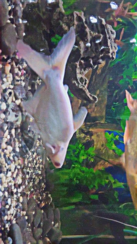 Red Eye Albino Shark  & Red Belly Pacu 2