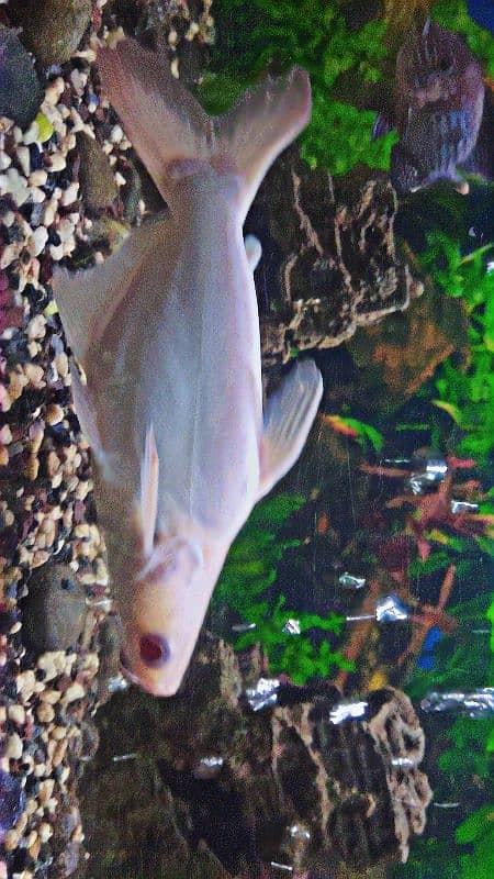 Red Eye Albino Shark  & Red Belly Pacu 3