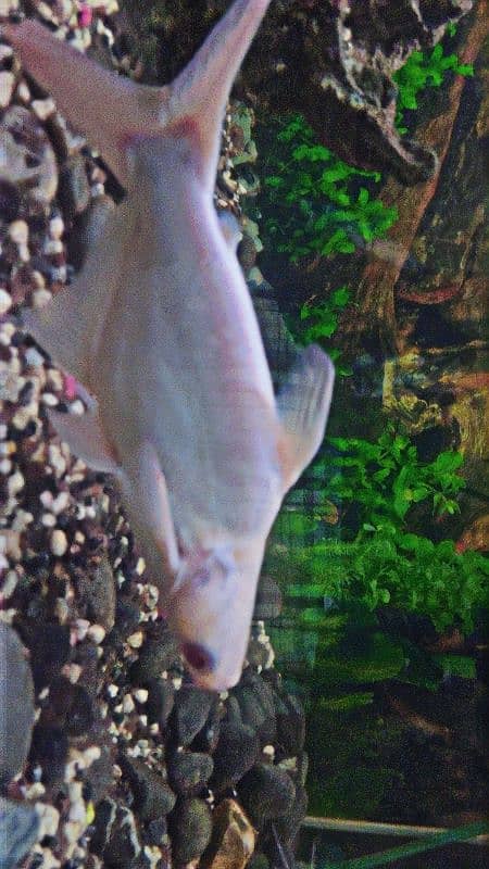 Red Eye Albino Shark  & Red Belly Pacu 4