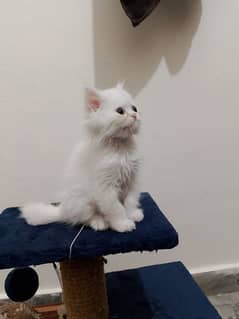 Persian cat for sale 0337/073/024/20 WhatsApp no#