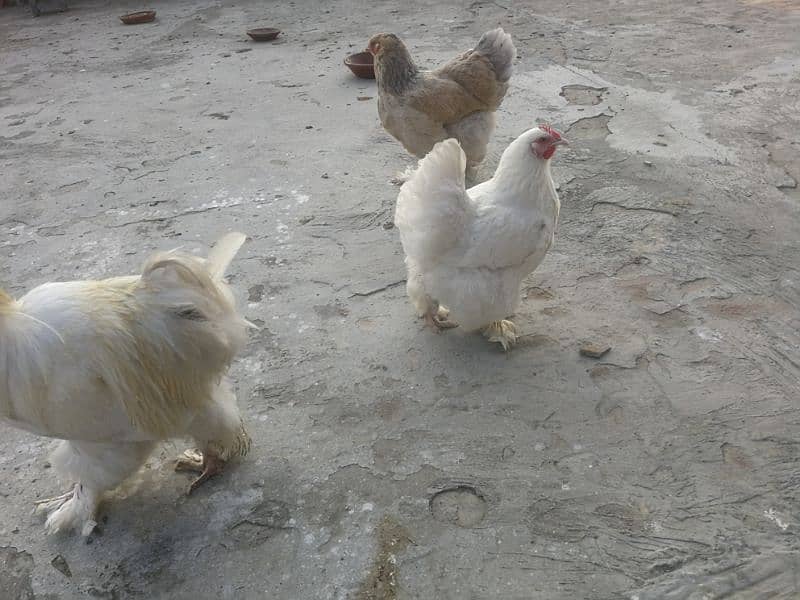 White heavy buff Pair Available for sale (bird cureez pr hai) 3