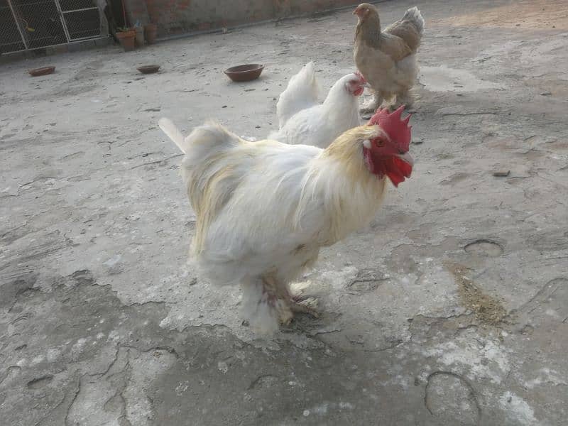 White heavy buff Pair Available for sale (bird cureez pr hai) 2