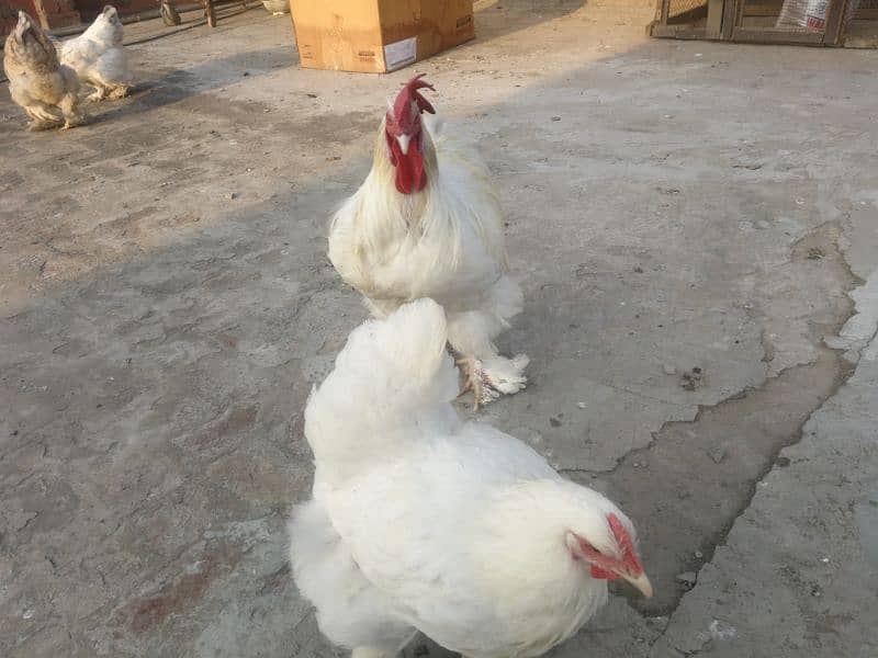 White heavy buff Pair Available for sale (bird cureez pr hai) 4