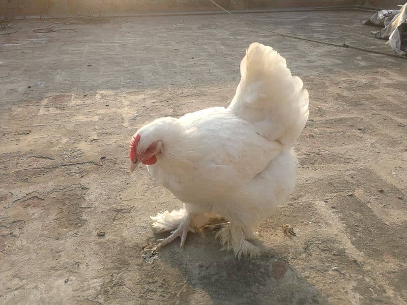 White heavy buff Pair Available for sale (bird cureez pr hai) 1