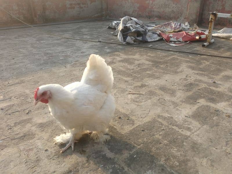 White heavy buff Pair Available for sale (bird cureez pr hai) 0